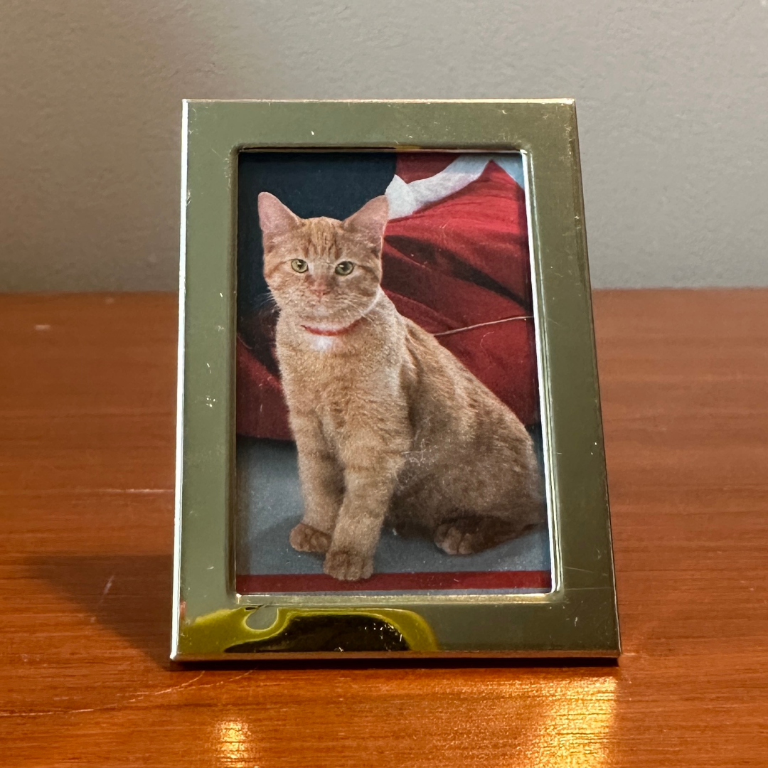 Solo Pet Portrait - Mini