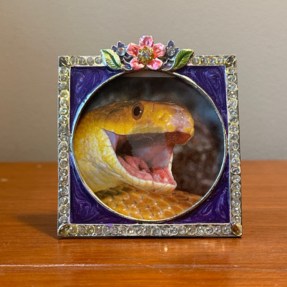 Solo Pet Portrait - Medium