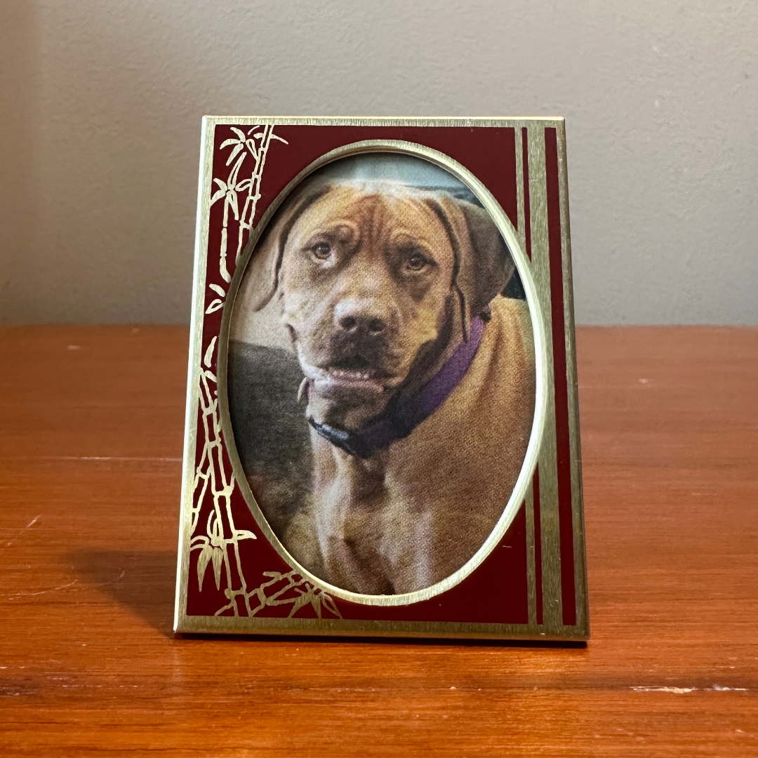 Solo Pet Portrait - Mini