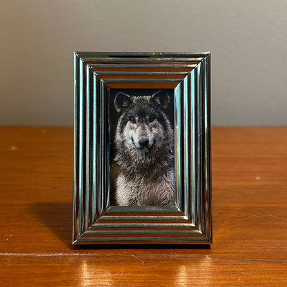 Solo Pet Portrait - Mini