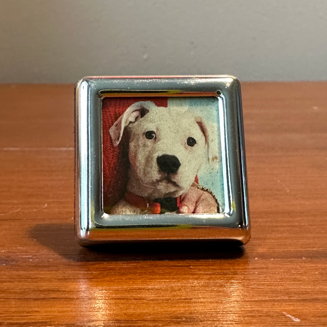 Solo Pet Portrait - Itty Bitty